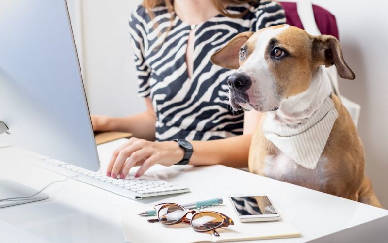 chế độ nghỉ phép vì thú cưng chế độ nghỉ phép vì thú cưng